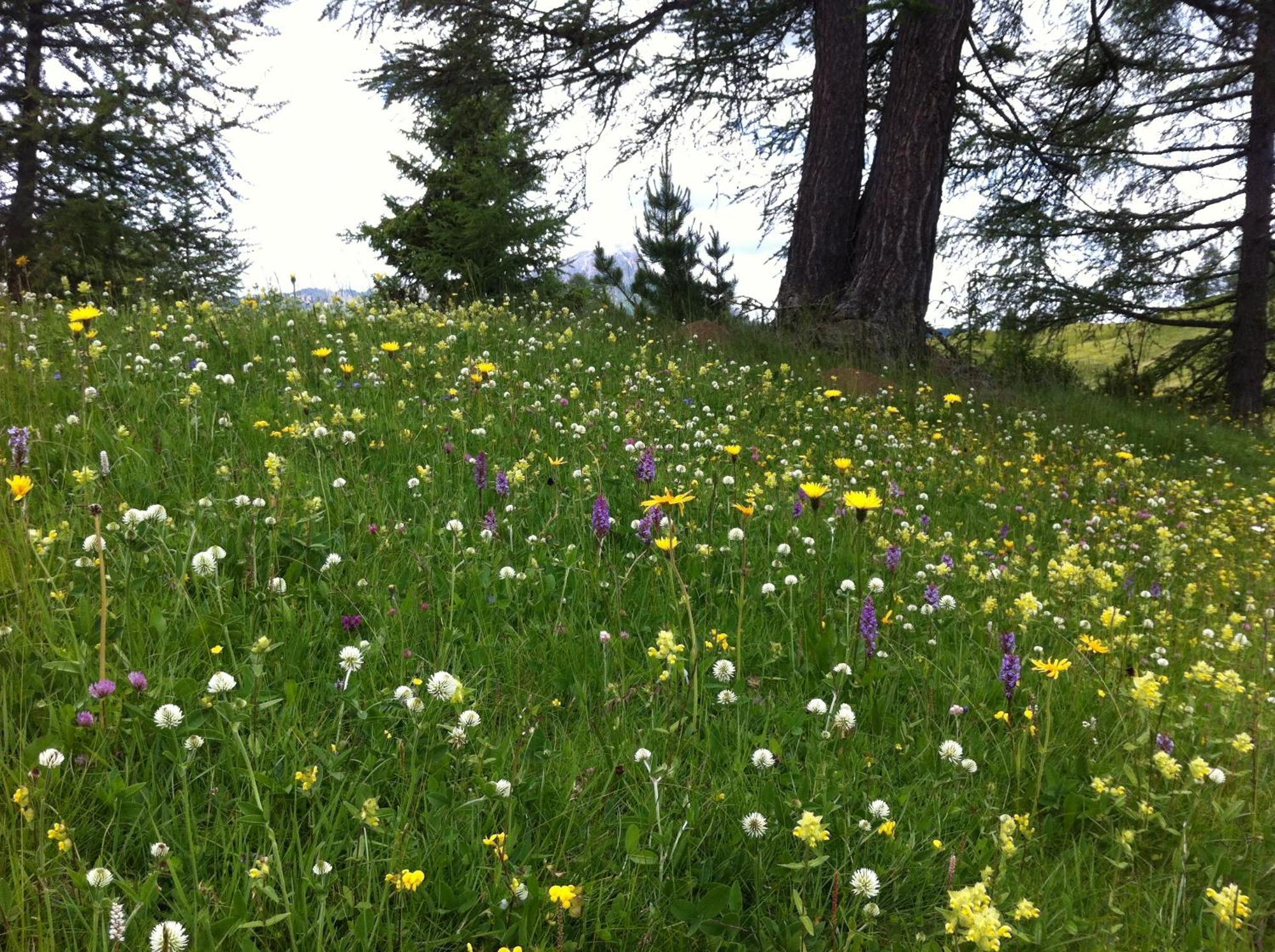 Ciasa Wallis Abtei Exterior foto